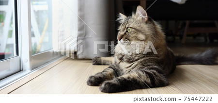 Horizontal photo of a cat lying on wooden floor near window in living room. Horizontal photo of a cat lying on wooden floor near window in living room. 75447222
