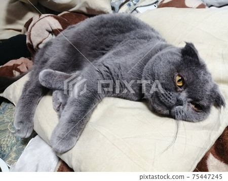 Guuta貓在家 Guuta貓在家 75447245