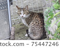 流浪貓 75447246
