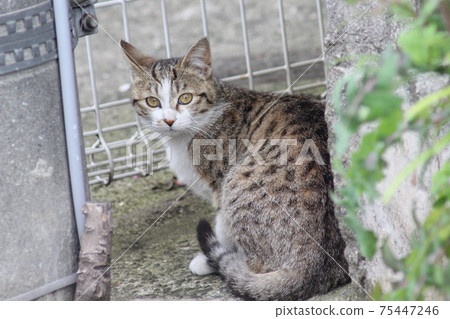 流浪貓 流浪貓 75447246
