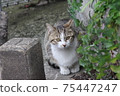 推薦流浪貓A 75447247