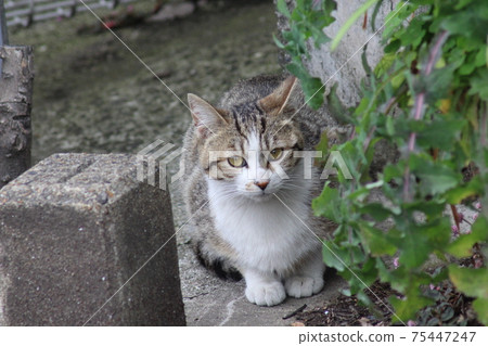 推薦流浪貓A 推薦流浪貓A 75447247