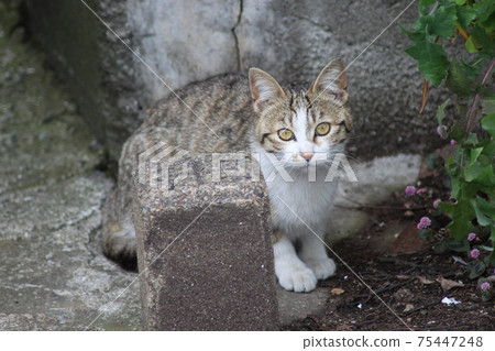 推薦流浪貓B 推薦流浪貓B 75447248