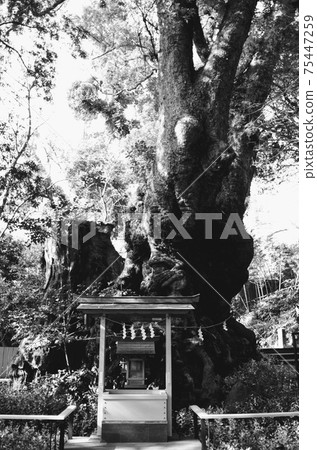 Atami Komiya Shrine Atami Komiya Shrine 75447259