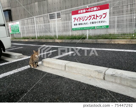 空轉停止貓 空轉停止貓 75447292