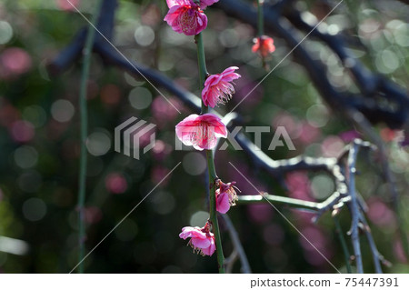 粉紅色的陰影梅花 粉紅色的陰影梅花 75447391