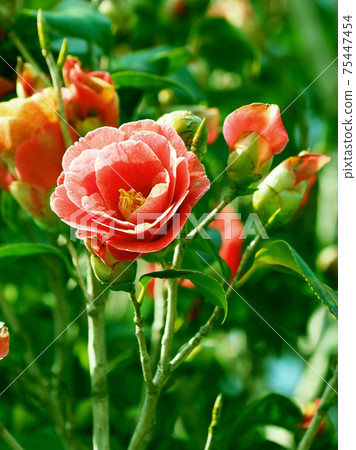 Camellia (emphasis on texture) Camellia (emphasis on texture) 75447454