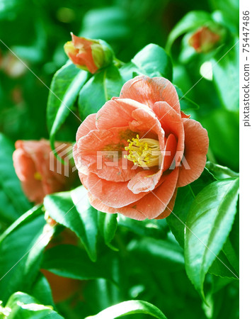 茶花（強調質地） 75447486