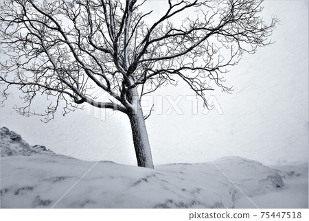 暴風雪中的立木 75447518