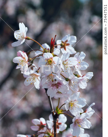 春天形象（杏仁花） 75447551