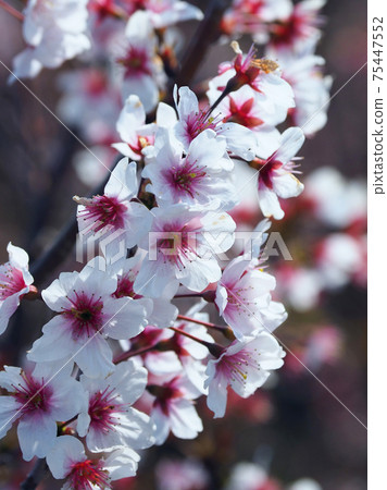 春天形象(杏仁花) 春天形象(杏仁花) 75447552