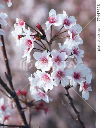 春天的形象(杏仁花) 春天的形象(杏仁花) 75447628