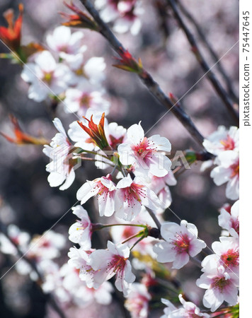Image of spring (almond flower) 75447645