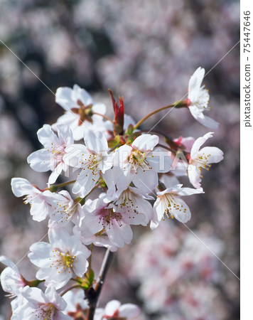 Image of spring (almond flower) 75447646