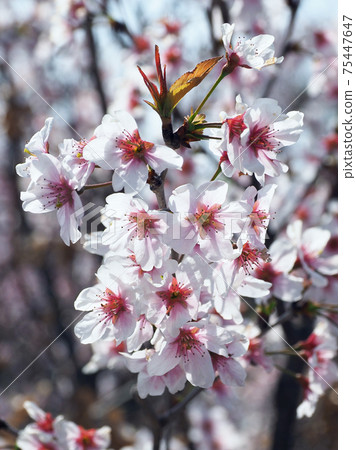 Image of spring (almond flower) 75447647