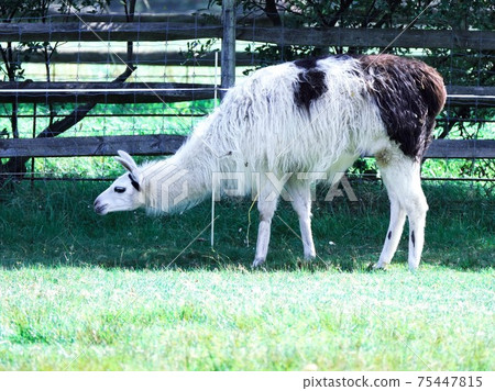 Popular alpaca 75447815