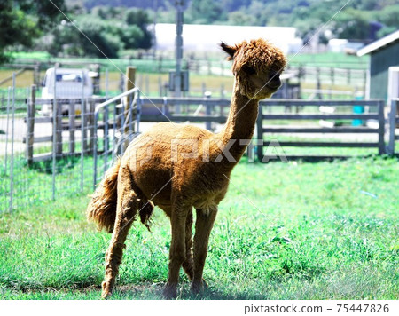 Popular alpaca Popular alpaca 75447826