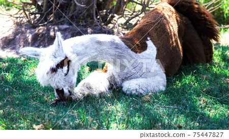 Popular alpaca 75447827