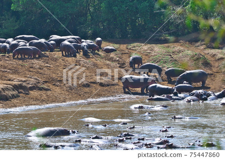 Masai Mara Hippopotamus (Kenya) 75447860