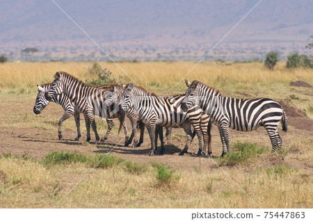 Grant's zebra (Kenya) Grant's zebra (Kenya) 75447863
