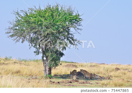 獅子家族在樹蔭下小睡(肯尼亞) 獅子家族在樹蔭下小睡(肯尼亞) 75447865
