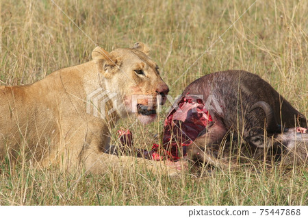 獅子捕食角馬（肯尼亞） 75447868