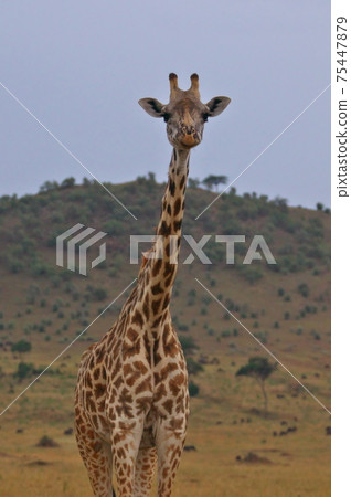 Masai giraffe (Kenya) 75447879