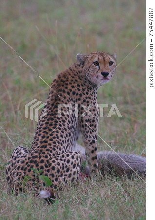 Cheetah (Kenya) Cheetah (Kenya) 75447882