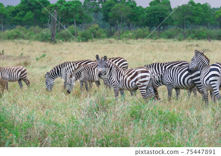 格蘭特的斑馬(肯尼亞) 格蘭特的斑馬(肯尼亞) 75447891