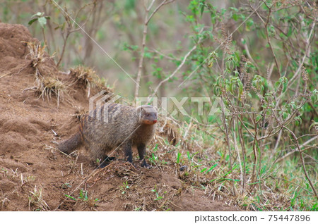 帶狀貓鼬（肯尼亞） 75447896