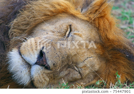 熟睡中的獅子（肯尼亞） 75447901