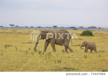 African elephant (Kenya) 75447908