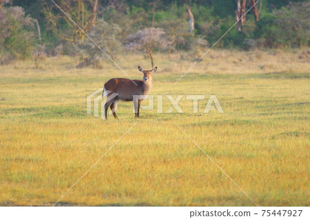 Waterbuck (Kenya) Waterbuck (Kenya) 75447927