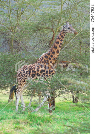 Rothschild's giraffe walking along the shores of Lake Nakuru (Kenya) Rothschild's giraffe walking along the shores of Lake Nakuru (Kenya) 75447928