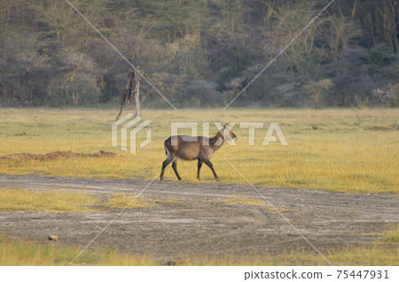 Waterbuck (Kenya) 75447931