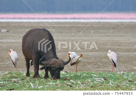 African Buffalo on Lake Nakuru (Kenya) African Buffalo on Lake Nakuru (Kenya) 75447933