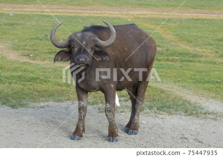 非洲水牛（肯尼亞） 75447935