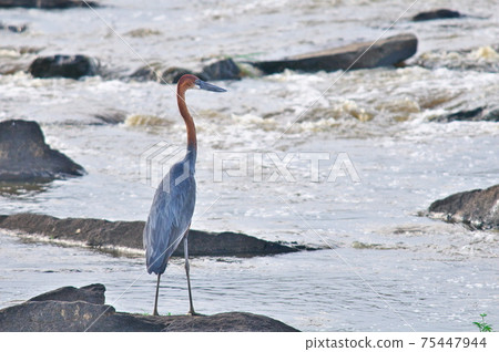 巨人蒼鷺(肯尼亞) 巨人蒼鷺(肯尼亞) 75447944