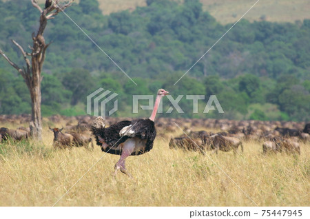 鴕鳥(肯尼亞) 鴕鳥(肯尼亞) 75447945