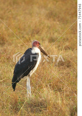 Marabou Stork (Kenya) 75447948