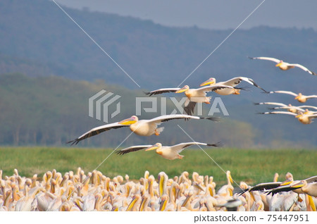 Great White Pelican and Lesser Flamingo (Kenya) Great White Pelican and Lesser Flamingo (Kenya) 75447951