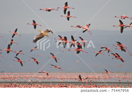 Flight of Lesser Flamingo and Great White Pelican (Kenya) Flight of Lesser Flamingo and Great White Pelican (Kenya) 75447956