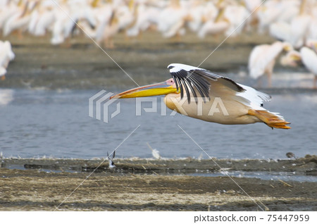 Great White Pelican Flight (Kenya) 75447959