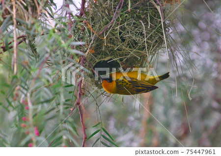 Kaoguro Rokohataori (Kenya) Kaoguro Rokohataori (Kenya) 75447961