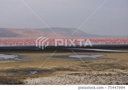 Horde of Lesser Flamingo on Lake Nakuru Horde of Lesser Flamingo on Lake Nakuru 75447994
