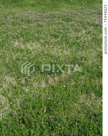 Agriculture (green manure) 75448025