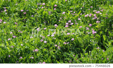 Agriculture (green manure) 75448026
