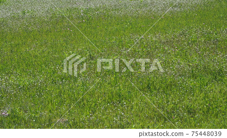 農業（綠肥） 75448039