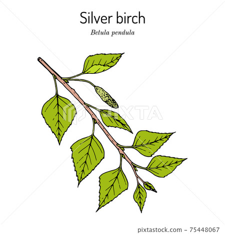 Silver birch branch with green leaves Silver birch branch with green leaves 75448067