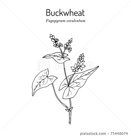 Buckwheat Fagopyrum esculentum , kitchen and medicinal plant Buckwheat Fagopyrum esculentum , kitchen and medicinal plant 75448074